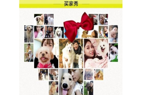 实体店出售纯种 巴哥犬价格 哪里有卖巴哥多少钱