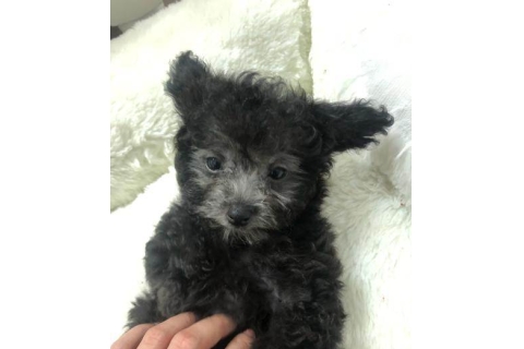 双胞胎小可爱找家长啦