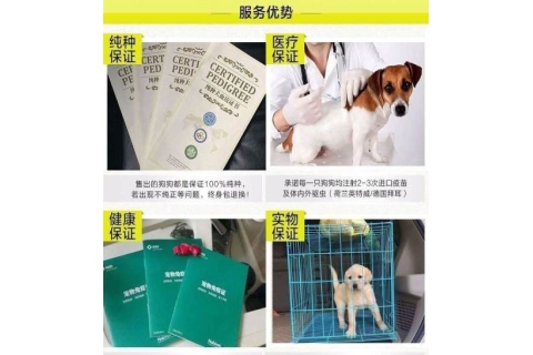 出售活泼可爱疫苗齐全的秋田犬 上门选购可看父母