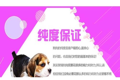 100%纯种健康的比特犬出售全国质保全国送货